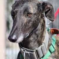 Photo de CESAR 2 ans, magnifique galgo bringé