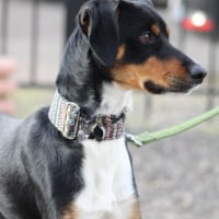 Photo de GOTEN 1 an, adorable petit chien croisé