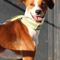 Photo de OREO 1 an, jeune chien super sympa