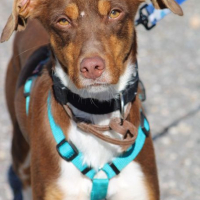 Photo de HARVEY 1 an, jeune chien gentil et affectueux