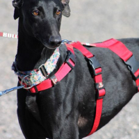 Photo de INDIA 2ans , superbe galga noire