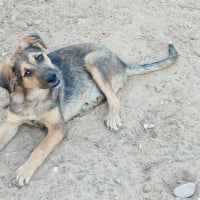 Photo de TASIO chiot de 10 mois, fidèle et obéissant !