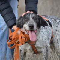 Photo de MIKU – 4 ans – Une chienne en or à adopter !