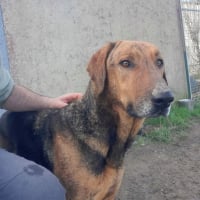 Photo de THOR, un chien génial !