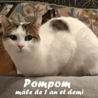 Photo de Pompon