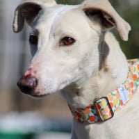 Photo de DUQUI, Magnifique et grand galgo blanc