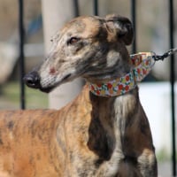 Photo de MULI 6 ans, magnifique galgo bringé