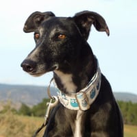 Photo de VERA, galga espagnole de 5 ans