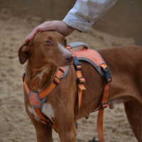Photo de COCO 3 ans, un chien facile, joyeux et élégant !