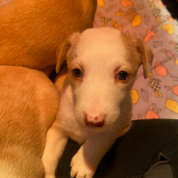 Photo de Adorables chiots podencos à réserver 