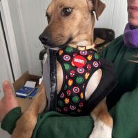 Photo de TREBOL 1 an, le compagnon idéal ! (ok chat)