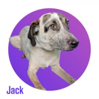 Photo de LITTLE JACK