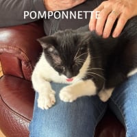 Photo de POMPONETTE