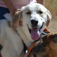 Photo de WHISKY 3 ans, Magnifique mastin espagnol (ok chat)