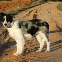 Photo de CARLOTA, femelle Border collie douce et timide