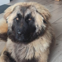 Photo de LYRA, magnifique femelle Berger Portugais