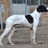 Photo de ZURI 2ans, Pointer Anglais affectueux et fidèle