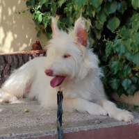 Photo de YUKI 4 ans, Magnifique femelle Podenca Campanera (Ok chat)