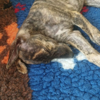 Photo de IGOR, chiot galgo bringé