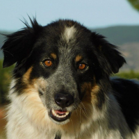 Photo de MANCHAS, Border collie de 4 ans (Ok chats )