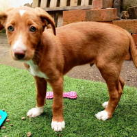 Photo de BAMBU, adorable chiot podenco à adopter