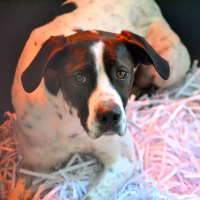 Photo de DABY, 2 ans magnifique Pointer Anglais !