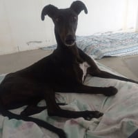 Photo de RASMIA, galga affectueuse et sans peur