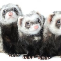 Photo de Vicky, Violette, Vanille 