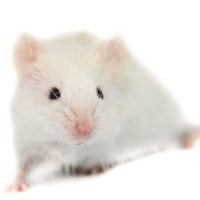 Photo de Hortense, Clothilde et Célestine 