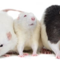 Photo de Achille, Balthazar, Cassius 