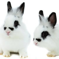 Photo de Boule de poils 