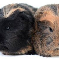 Photo de Tod et Copper 