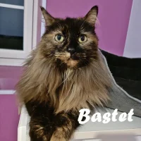 Photo de Bastet