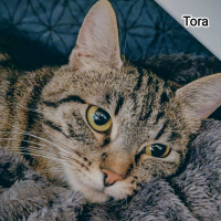 Photo de TORA