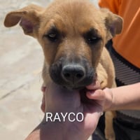 Photo de Rayco