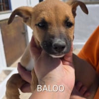 Photo de Baloo