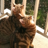 Photo de FARYE et RASTA