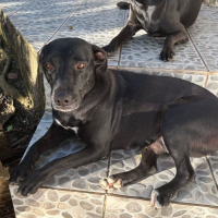Photo de NALLA, Femelle Croisée Labrador