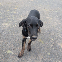 Photo de ALOE, chiot Berger Créole, femelle