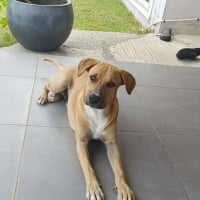 Photo de ATCHI, Mâle junior Berger Créole