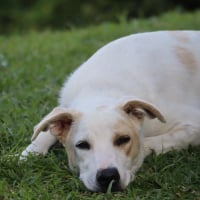 Photo de HOWDI, chiot Berger Créole (format “drôle & câlin”)