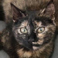 Photo de MISTY et CHAUSSETTE