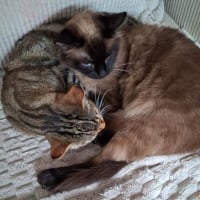 Photo de Ruby et Bella