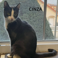 Photo de CINZA