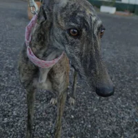 Photo de CARIDAD, jeune femelle galga bringée