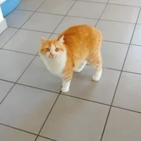 Photo de Bébé chat