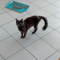 Photo de Bichette
