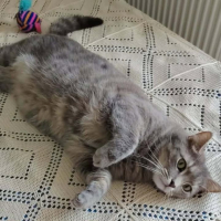 Photo de Gribouille