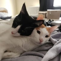 Photo de Saiki et Kupid