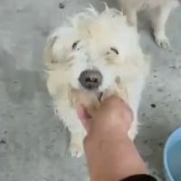 Photo de LUCKY